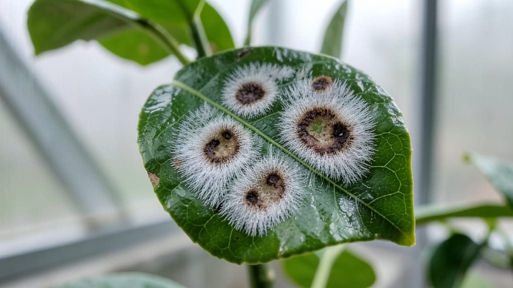 Alternaria Leaf Spot with White Halos